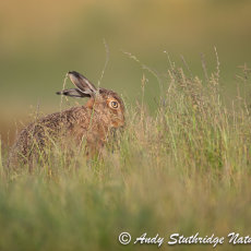 Brown Hare Feeding