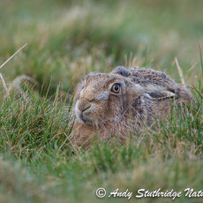 Brown Hare Lying in its Form