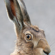 Brown Hare Portrait