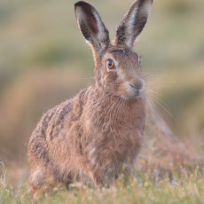 Morning Hare