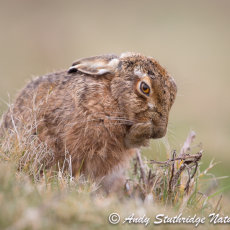 Brown Hare Cleaning