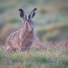 Brown Hare in Dew Grass