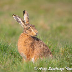 Brown Hare in Field
