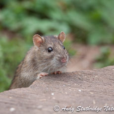 Brown rat 2
