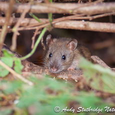 Brown Rat
