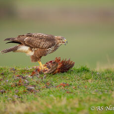 Common Buzzard Feeding on a Dead Pheasant