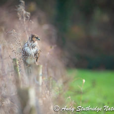 Buzzard Watching from Field Edge