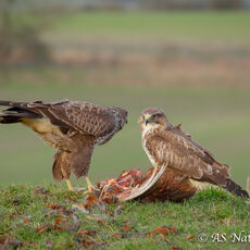 Buzzard Face-Off
