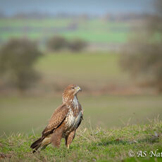 Common Buzzard in the Landscape