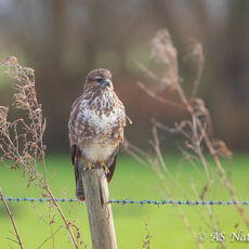 Buzzard on Fence Post