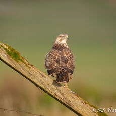 Common Buzzard on Fence Post