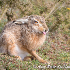 Cheeky Hare