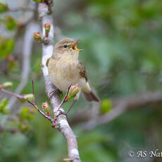 Male Chiffchaff Singing in Woodland