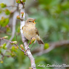 Chiffchaff Singing,2