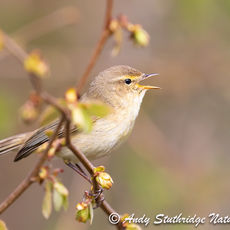 Male Chiffchaff Singing