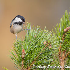 Coal Tit on Fir Tree