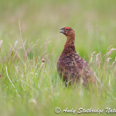 Cock Red Grouse Calling in Long Grass