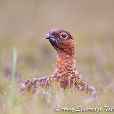 Cock Red Grouse in Close-Up