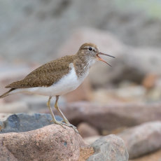 Common Sandpiper Calling on Riverbed