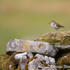 Common Sandpiper on Riverbank