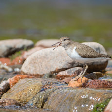 Common Sandpiper on Rocky Stream