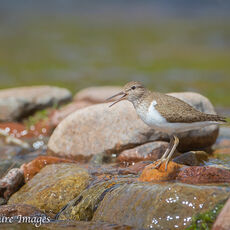 Common Sandpiper on Rocky Stream