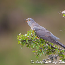Cuckoo Calling