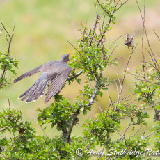 Cuckoo & Whinchat