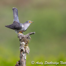 Cuckoo on Post 3