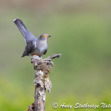 Cuckoo on Post