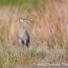 Curlew Calling in Moorland Pasture