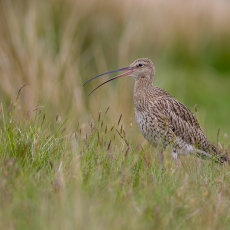 Curlew Calling in Moorland Pasture
