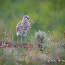 Curlew Calling in Upland Meadow