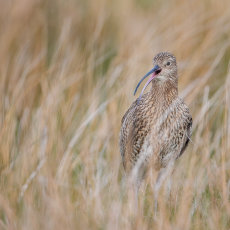 Curlew Calling in Moorland Pasture 2