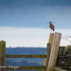 Curlew Calling From Moorland Gate
