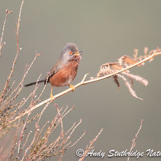 Male Dartford Warbler Singing,1