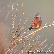 Male Dartford Warbler Singing,2