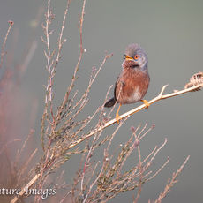 Dartford Warbler Singing in Heather