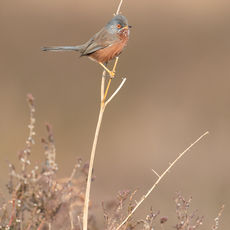 Male Dartford Warbler