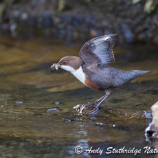 Dipper Balancing on Rock