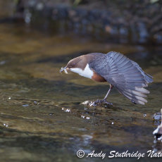 Dipper Wing Stretching