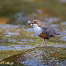 Dipper on Rock