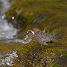 Dipper by Waterfall
