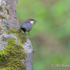 Dipper on Side of Old Bridge