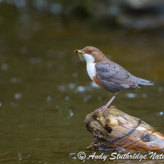 Dipper on Old Log
