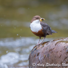 Dipper on Rock