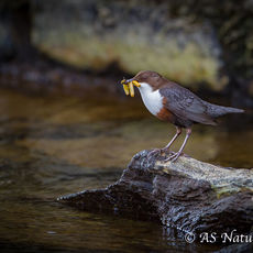 Dipper