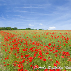 Dorset Poppy Field