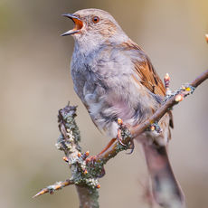 Dunnock Singing