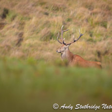 Stag Moving into the Open